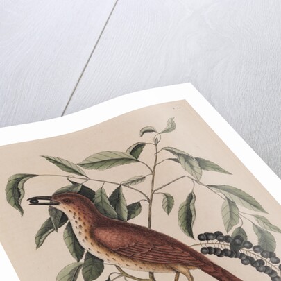 The 'fox coloured thrush' and the 'cluster'd black cherry' by Mark Catesby