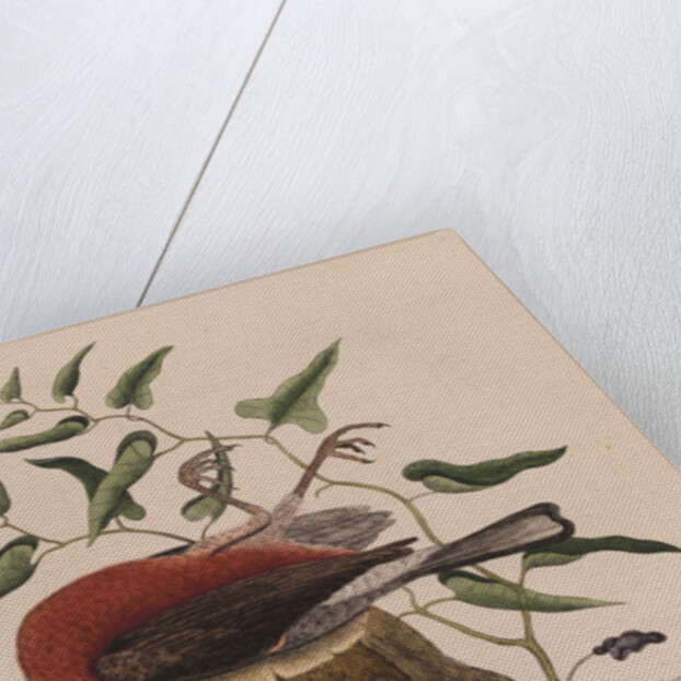 The 'fieldfare of Carolina' and the snake-root of Virginia by Mark Catesby