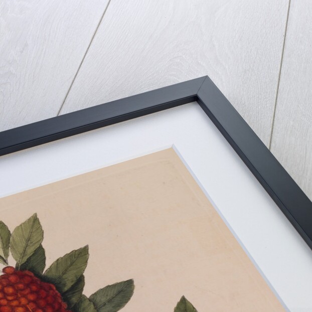 The 'little thrush' and the 'dahoon holly' by Mark Catesby