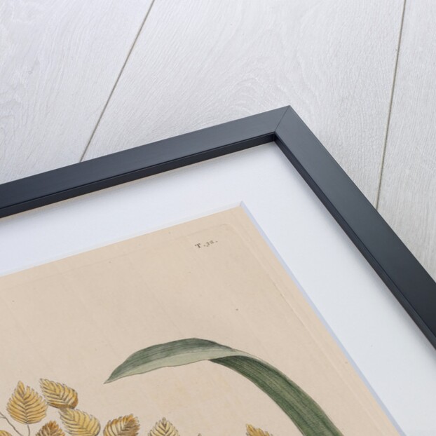 The 'lark' and the 'sea-side oat' by Mark Catesby