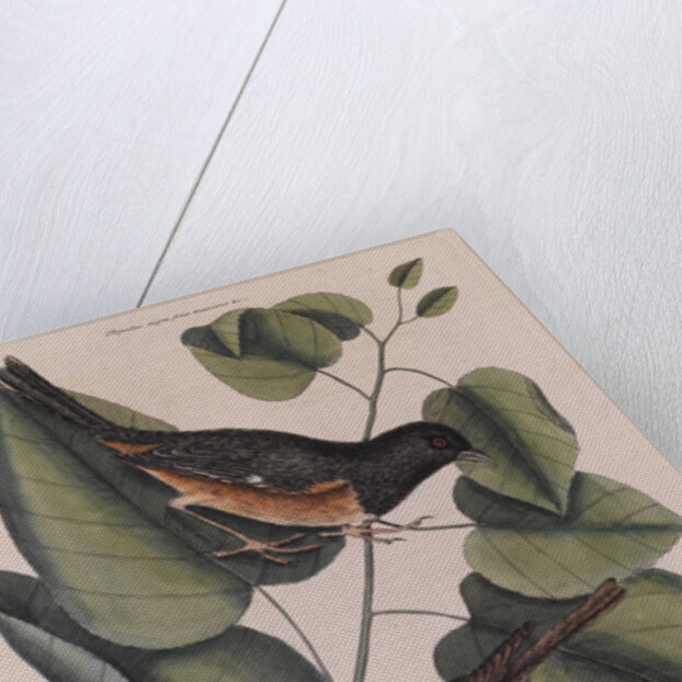 The 'towhe' bird, the 'cowpen' bird and the 'black poplar' of Carolina by Mark Catesby