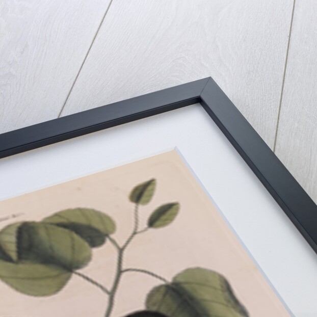 The 'towhe' bird, the 'cowpen' bird and the 'black poplar' of Carolina by Mark Catesby