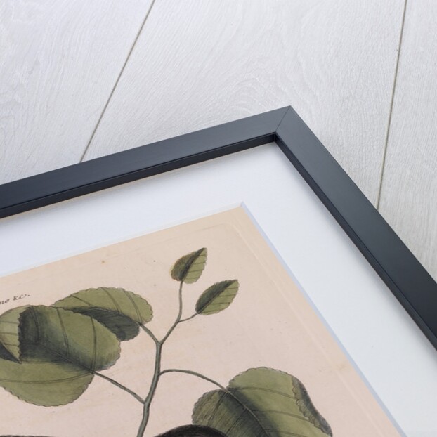 The 'towhe' bird, the 'cowpen' bird and the 'black poplar' of Carolina by Mark Catesby