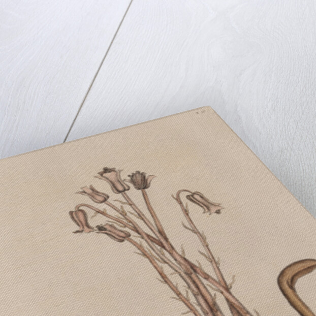 The 'snow-bird' and the 'broom-rape' by Mark Catesby