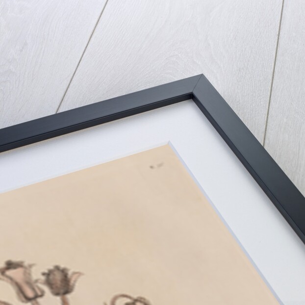 The 'snow-bird' and the 'broom-rape' by Mark Catesby