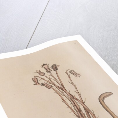 The 'snow-bird' and the 'broom-rape' by Mark Catesby