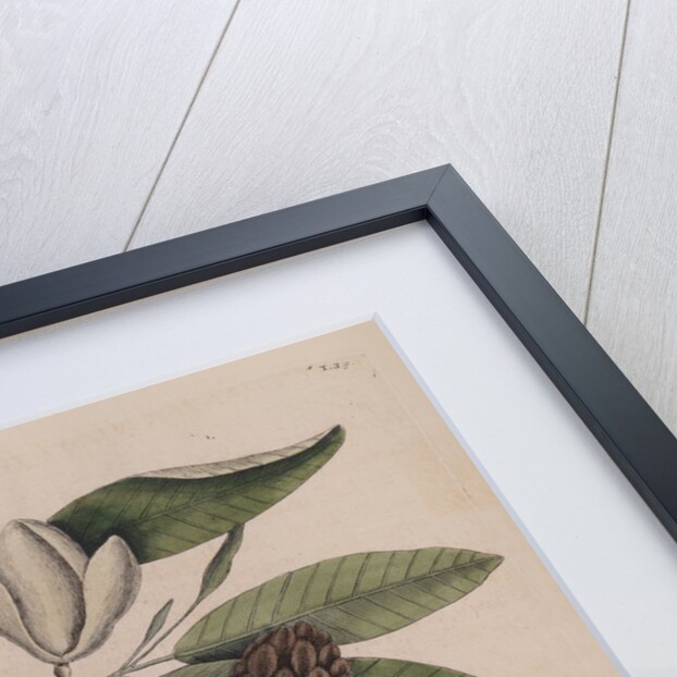 The 'blew gross-beak' and the 'sweet flowring bay' by Mark Catesby