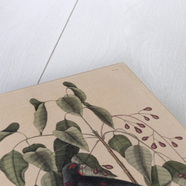 The 'purple gross-beak' and the 'poison-wood' by Mark Catesby