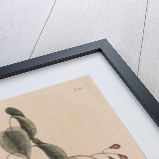 The 'purple gross-beak' and the 'poison-wood' by Mark Catesby