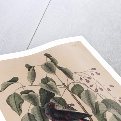 The 'purple gross-beak' and the 'poison-wood' by Mark Catesby