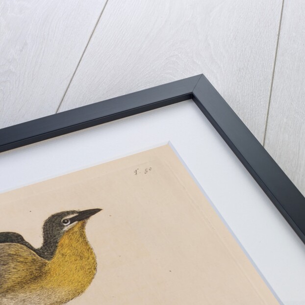 The yellow brested chat and the 'Solanum triphyllon' by Mark Catesby