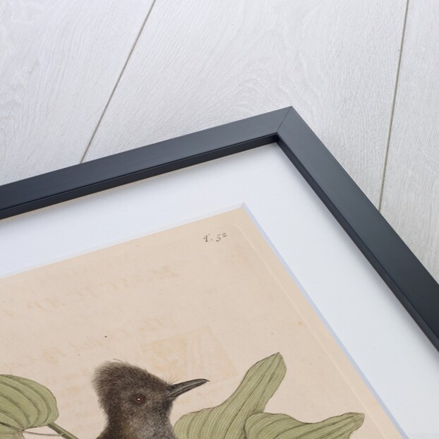 The 'crested fly-catcher' and the 'Smilax bryoniae' by Mark Catesby