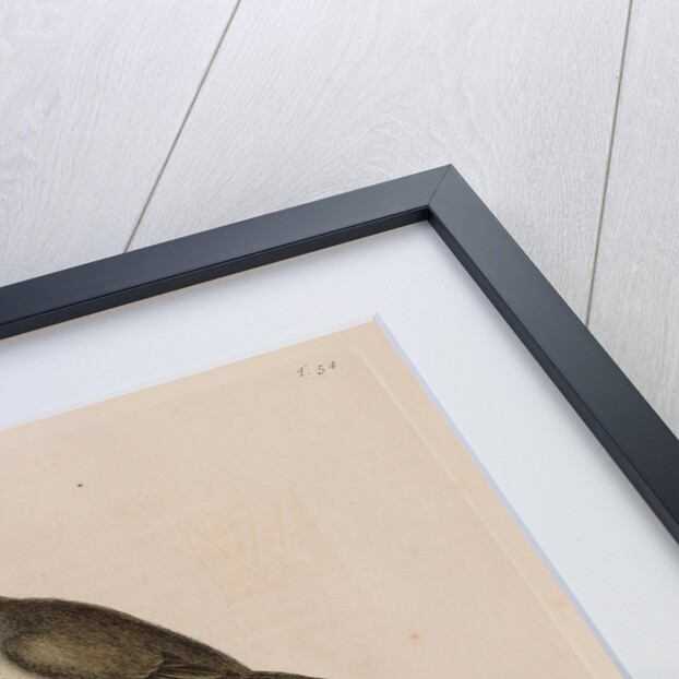 The 'little brown fly-catcher', the 'red ey'd flycatcher' and the 'arbor lauri folio' by Mark Catesby