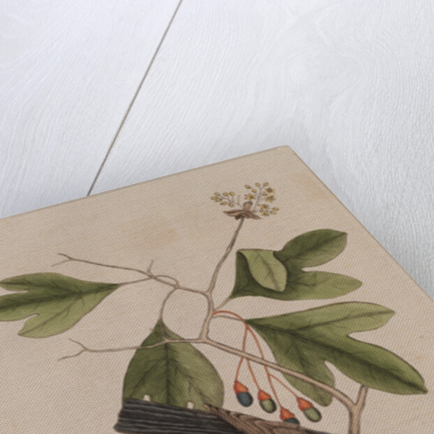 The 'tyrant' and the sassafras by Mark Catesby