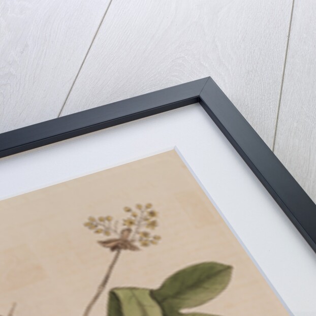 The 'tyrant' and the sassafras by Mark Catesby