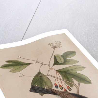 The 'tyrant' and the sassafras by Mark Catesby