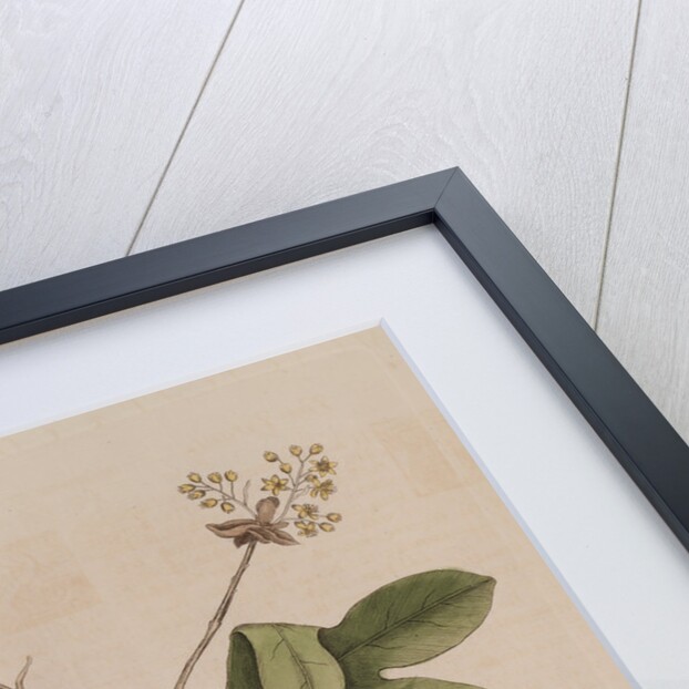 The 'tyrant' and the sassafras by Mark Catesby