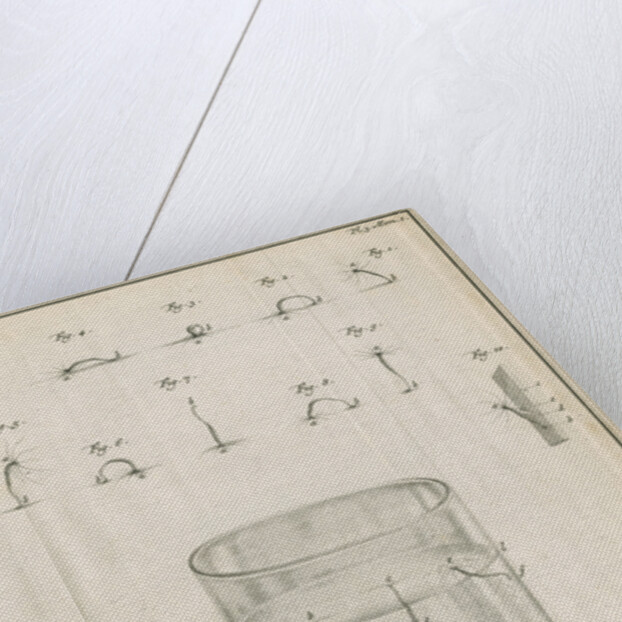 Polyps in a glass with studies of locomotion by Jacobus van der Schley