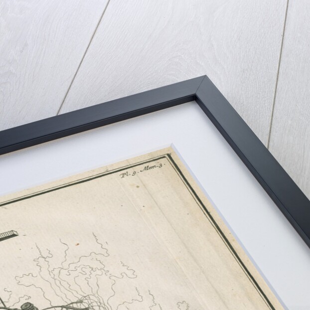 Freshwater hydra dissection by Pierre Lyonet