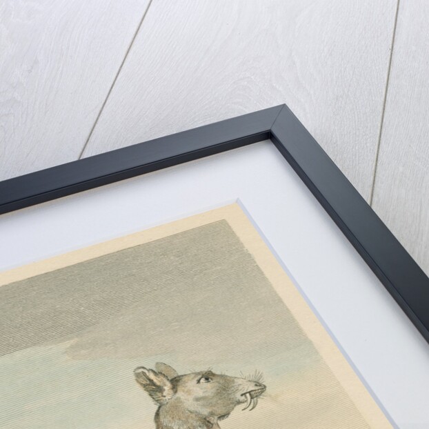 'The Common Musk' by George Noble