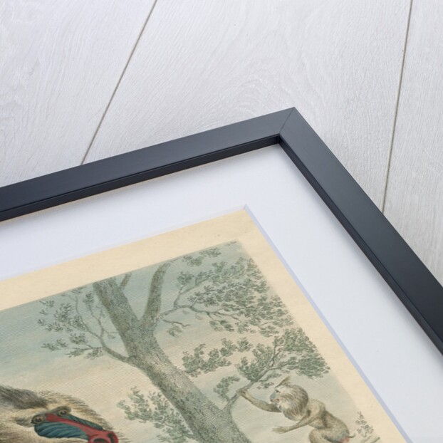 'The Variegated Baboon' [Mandrill] by William Skelton