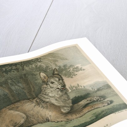 'The Wolf' by William Skelton