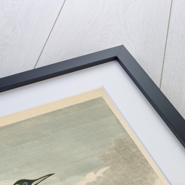 'The Patagonian Penguin' by James Fittler