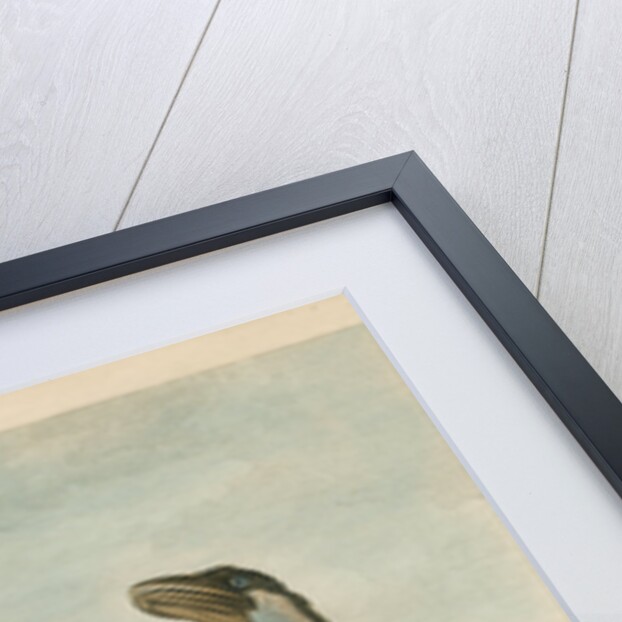 'The Boat-Bill' by James Fittler