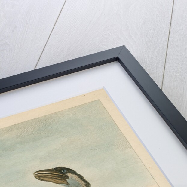 'The Boat-Bill' by James Fittler