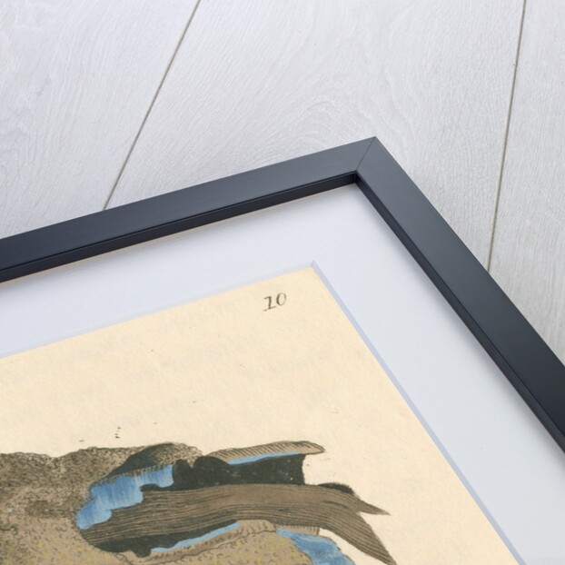 'Ferrum caeruleum' by James Sowerby