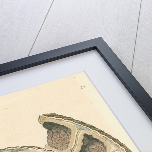 'Calx carbonata' [Ammonite with crystals] by James Sowerby