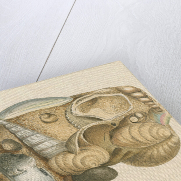 'Silex arenacea' by James Sowerby