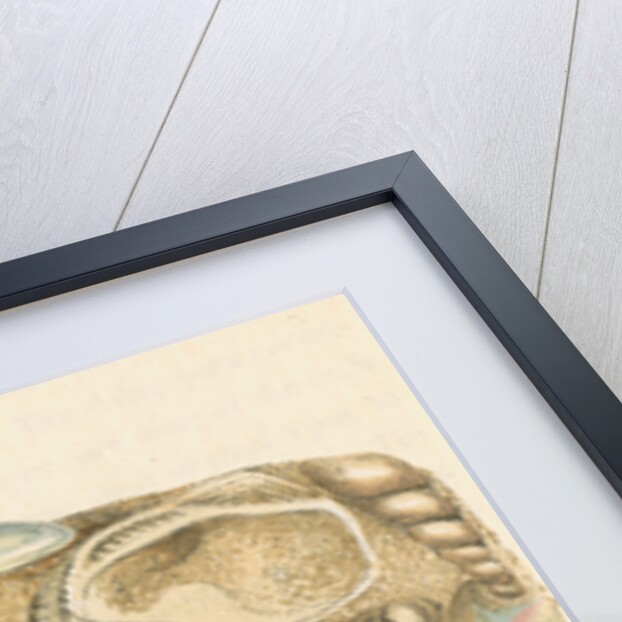 'Silex arenacea' by James Sowerby