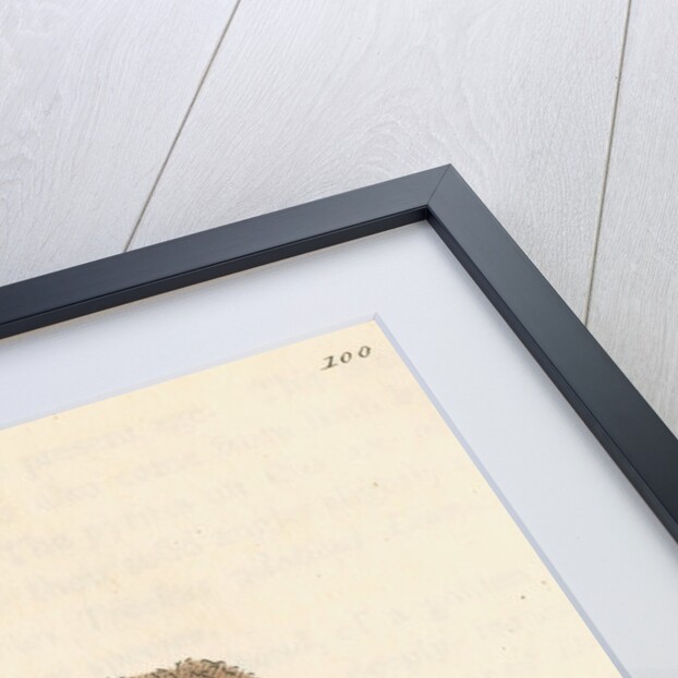 'Cuprum oxygenizatum' by James Sowerby