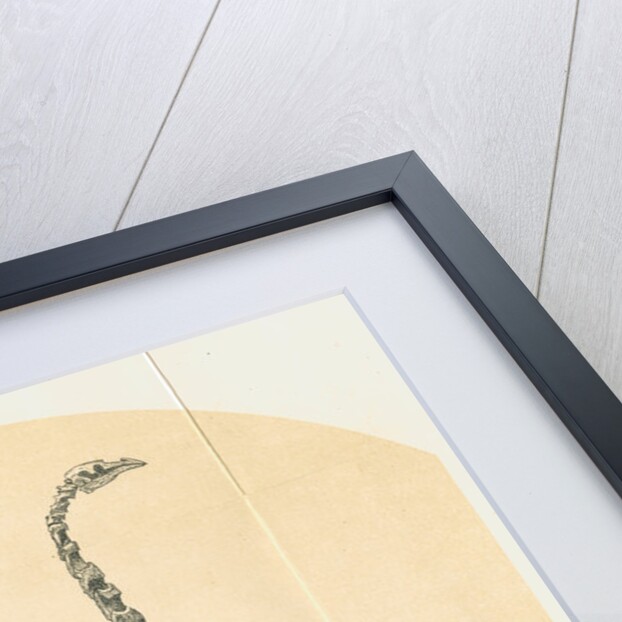 Skeletons of Moa and man by Lyttelton Times