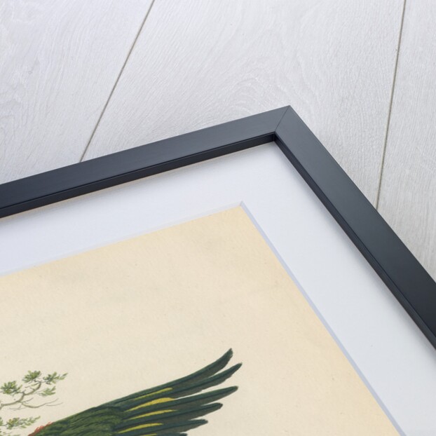 'Blue Bellied Parrot' by Sarah Stone