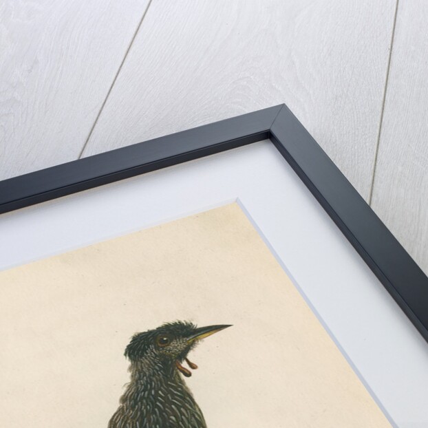 'Wattled Bee Eater' by Sarah Stone