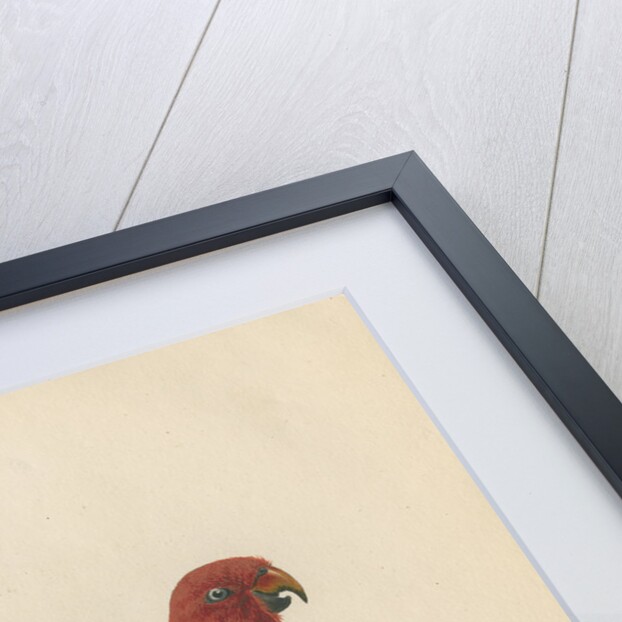 'Tabuan Parrot' by Sarah Stone