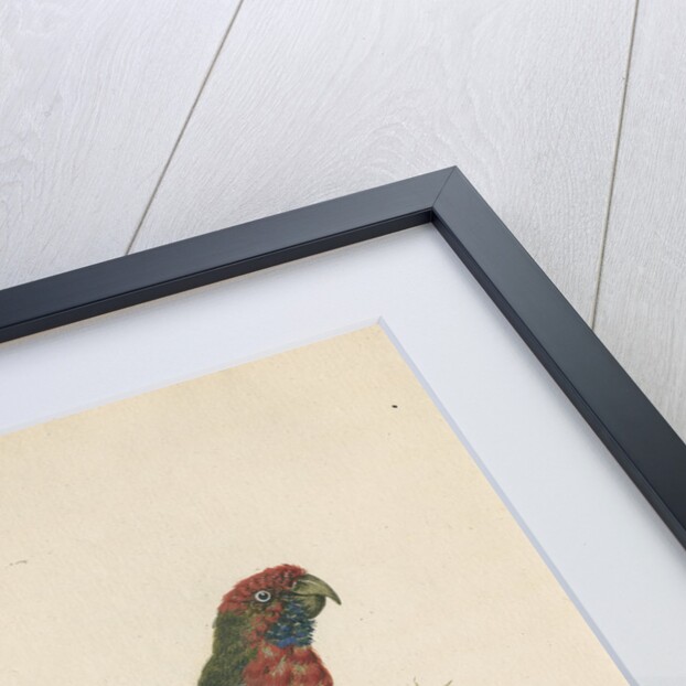'Pennantian Parrot, Female' by Sarah Stone