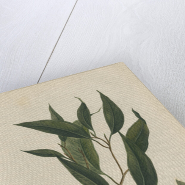 'The Peppermint Tree' [Eucalyptus] by Frederick Polydor Nodder