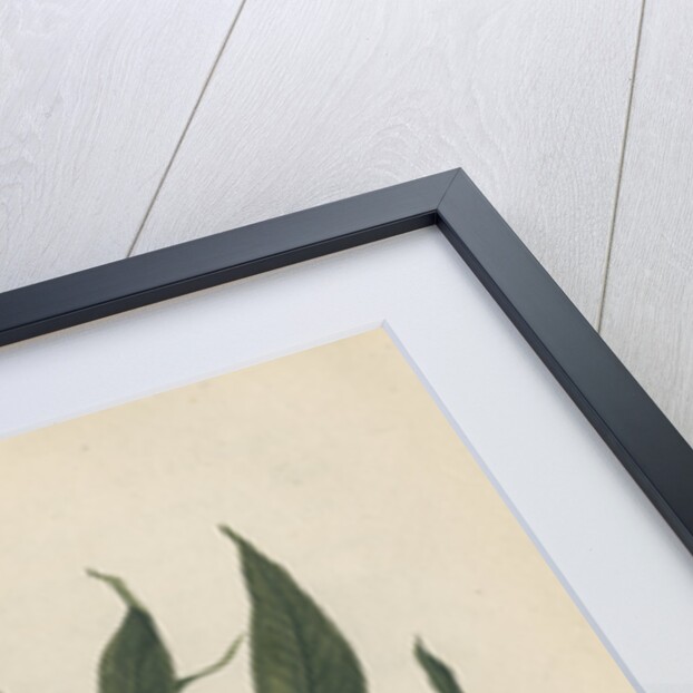 'The Peppermint Tree' [Eucalyptus] by Frederick Polydor Nodder