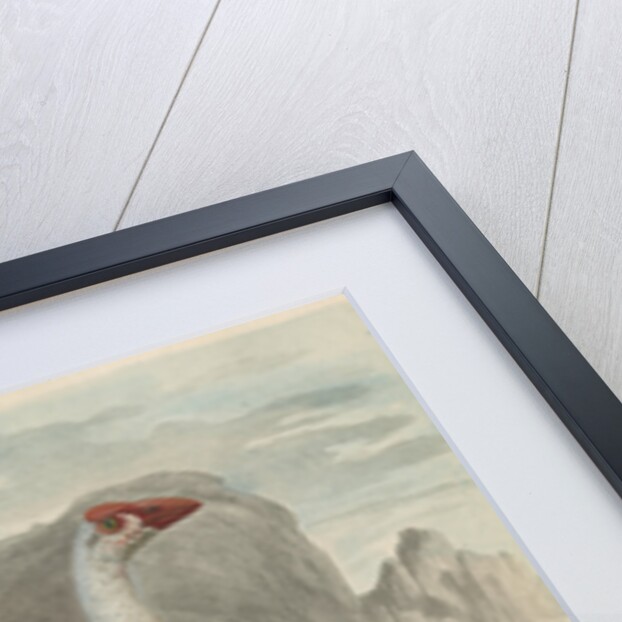 'The White Fulica' by Sarah Stone