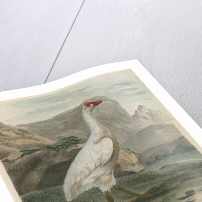 'The White Fulica' by Sarah Stone