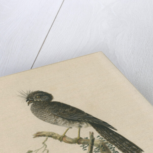 'The Crested Goatsucker' by Sarah Stone