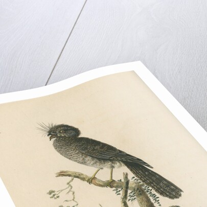 'The Crested Goatsucker' by Sarah Stone