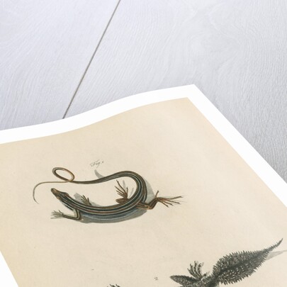 'Ribbon Lizard and Broad-tailed Lizard' by Sarah Stone