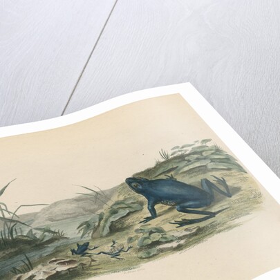 'The Blue Frog' by Sarah Stone