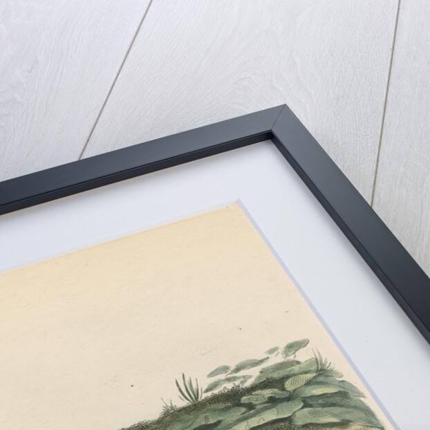 'The Blue Frog' by Sarah Stone