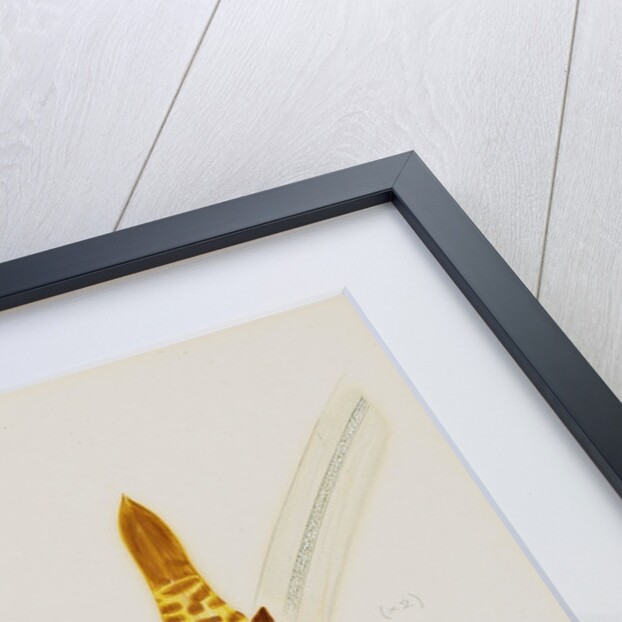 Maxillaria orchid by Arthur Harry Church