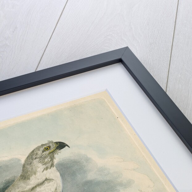 'The White Hawk' by Sarah Stone